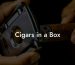 Cigars in a Box