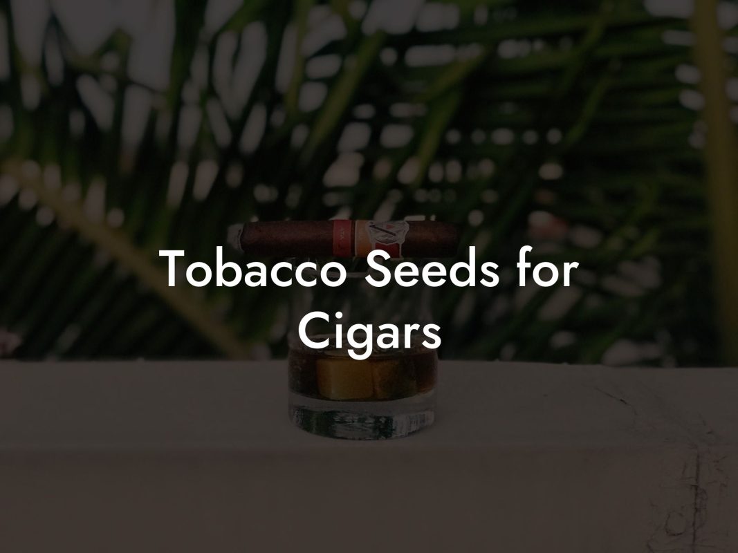 Tobacco Seeds for Cigars