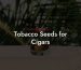 Tobacco Seeds for Cigars